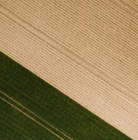 Cleaning Up Messy Ideas Results In Stale Monocultures