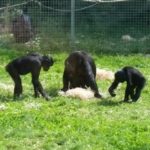 At What Point Should We Consider Animals, Or Even AI, “Persons” In A Moral Sense?