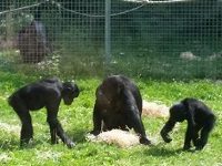 At What Point Should We Consider Animals, Or Even AI, “Persons” In A Moral Sense?