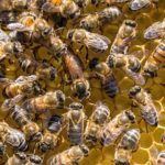 The Waggle-Dancing Of Bees Has Inspired A New Means Of Robot Communication