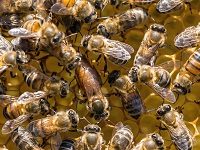 The Waggle-Dancing Of Bees Has Inspired A New Means Of Robot Communication