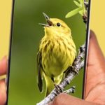 Are Those Identification Apps Good For Anything But Music – And Big Databases?