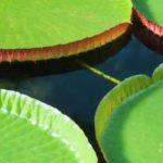 How The Waterlily Changed Architecture