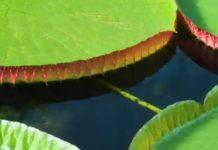 How The Waterlily Changed Architecture