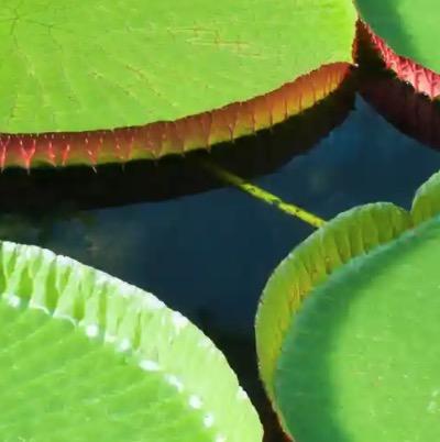 How The Waterlily Changed Architecture