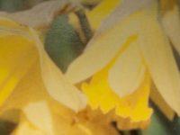 Romanticism Was Once A Challenging Dynamic Force. What Happened To Defang It?