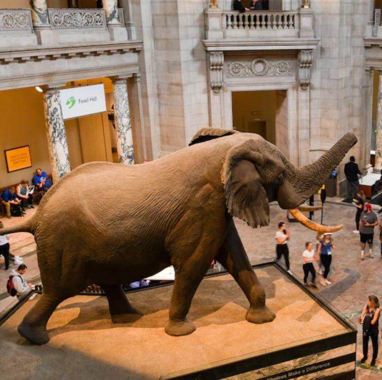 Smithsonian Works On Ethical Collecting (And Demonstrates How Problematic It Is)