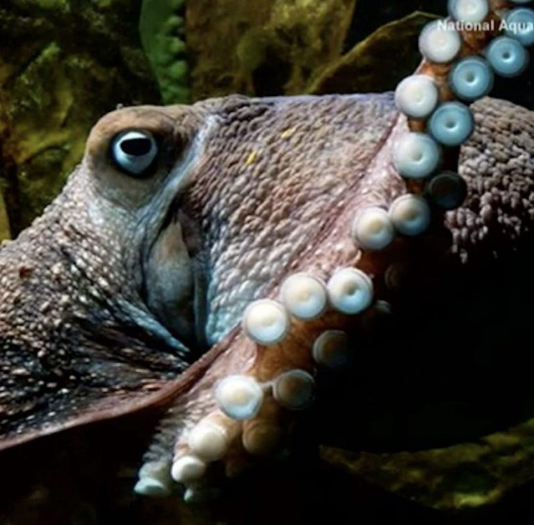 What We’ve Learned From The Octopus About Kinds Of Intelligence