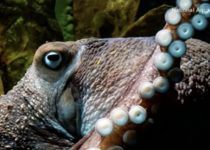 What We’ve Learned From The Octopus About Kinds Of Intelligence