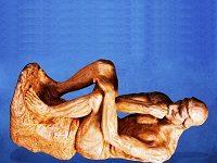 Constipated Scorpions, Moose Crash-Test Dummies, And The Best Way To Turn A Doorknob: The 2022 Ig Nobel Prizes