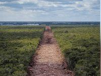 Construction Of The Yucatán’s “Maya Train” Route Has Uncovered Another Major Archaeological Find