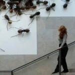 At The Rijksmuseum, Insects Now Rule