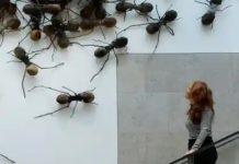 At The Rijksmuseum, Insects Now Rule
