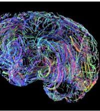 How Your Brain Rewires Itself In Your 40s