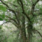Can Myths And Legends Help Us Navigate Climate Change?