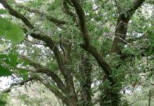 Can Myths And Legends Help Us Navigate Climate Change?