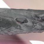 The Joys Of Hunting For Fossils In DC