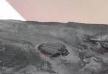 The Joys Of Hunting For Fossils In DC