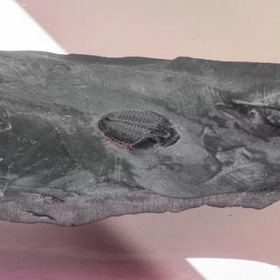 The Joys Of Hunting For Fossils In DC