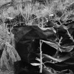 The Art Of Cannabis Cultivation