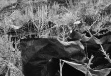 The Art Of Cannabis Cultivation