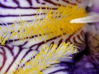 Meet “Pleasure Activism”