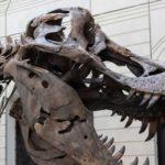Christie’s Stops The Auction Of A T. Rex Over Questions Of Authenticity