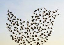 A Sudden Shift In Culture Of Twitter Users