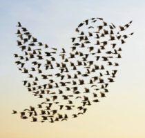 A Sudden Shift In Culture Of Twitter Users