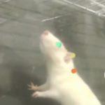 Study: Rats Move In Time To Music