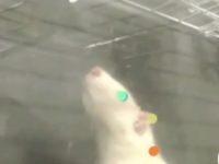 Study: Rats Move In Time To Music