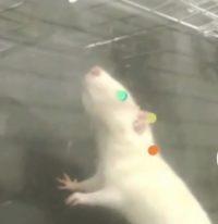 Study: Rats Move In Time To Music