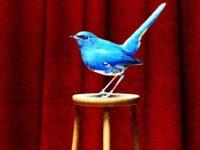 Elon Musk’s Twitter Show: Does He Know What He Bought?