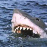 Steven Spielberg Is Sorry That Jaws Has Led To So Many Shark Deaths