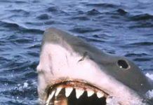 Steven Spielberg Is Sorry That Jaws Has Led To So Many Shark Deaths