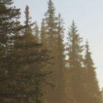 The Music, And The Trees, Of Norway
