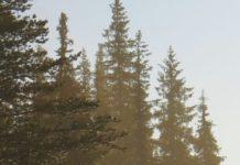 The Music, And The Trees, Of Norway