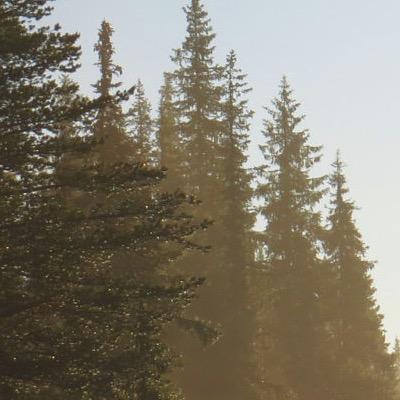 The Music, And The Trees, Of Norway