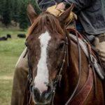 Yellowstone Is A Mouthpiece For Big Meat
