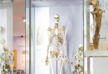 English Museum Finally Removes Skeleton Of Man Called Irish Giant