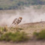 How The Brain Calculates Escape