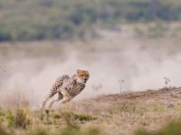 How The Brain Calculates Escape