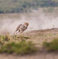 How The Brain Calculates Escape