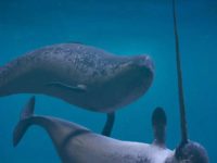 Is Intelligence Really Our Best Feature? Or Is It Holding Us Back?