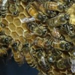 Bees Learn Their Waggle-Dances From Their Elders, Says Researchers
