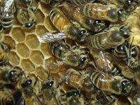 Bees Learn Their Waggle-Dances From Their Elders, Says Researchers