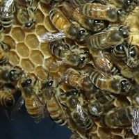 Bees Learn Their Waggle-Dances From Their Elders, Says Researchers