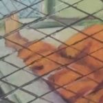 What Reason Is There For Not Letting Former Guantanamo Prisoners Take Their Art With Them?
