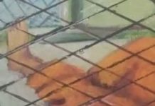 What Reason Is There For Not Letting Former Guantanamo Prisoners Take Their Art With Them?