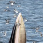 Whales In The Gulf Of Thailand Suddenly Started Feeding In A New Way. Researchers Then Found Ancient Texts Describing It